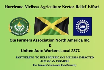 Jamaica Relief